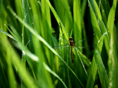 Dragonfly-on-Green